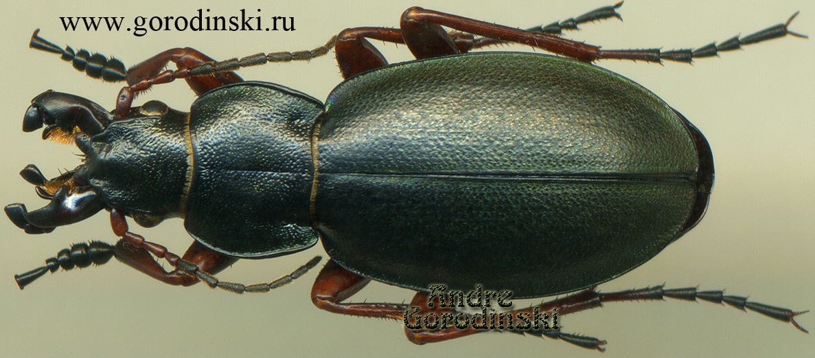 carabus/cryptocechenus kalabi kalabi.jpg